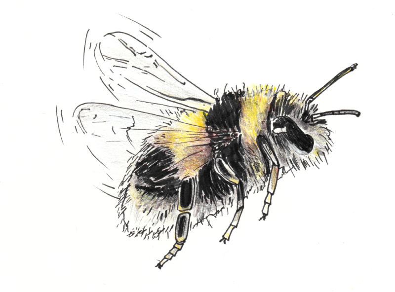 Hummel (1) Schleiereule