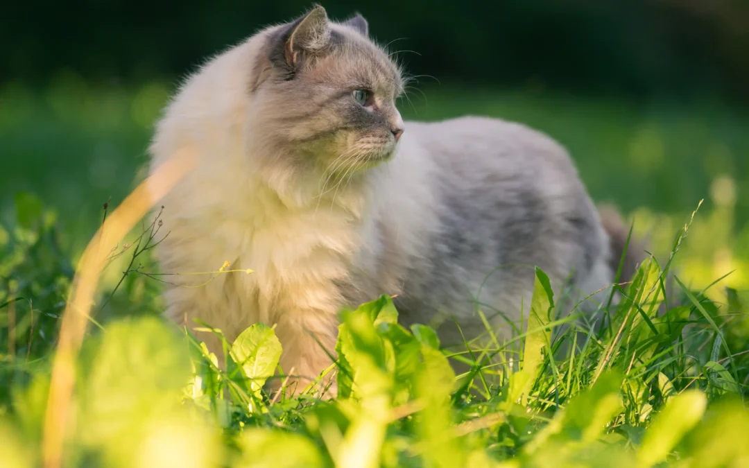 Räuchern mit Katzen: Was ich als Verhaltensbiologin gelernt habe